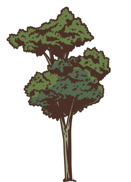 Tree Directory