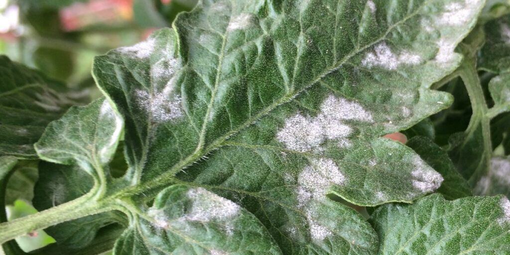 Diseases and Landscaping Tips